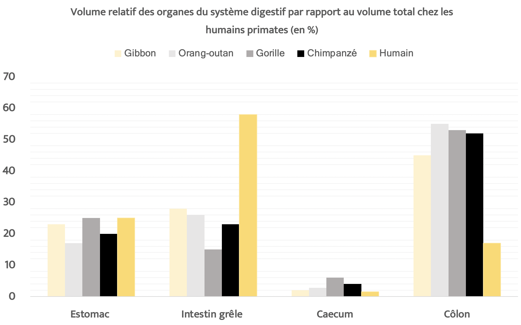 Comparaison système digestif homme gorille