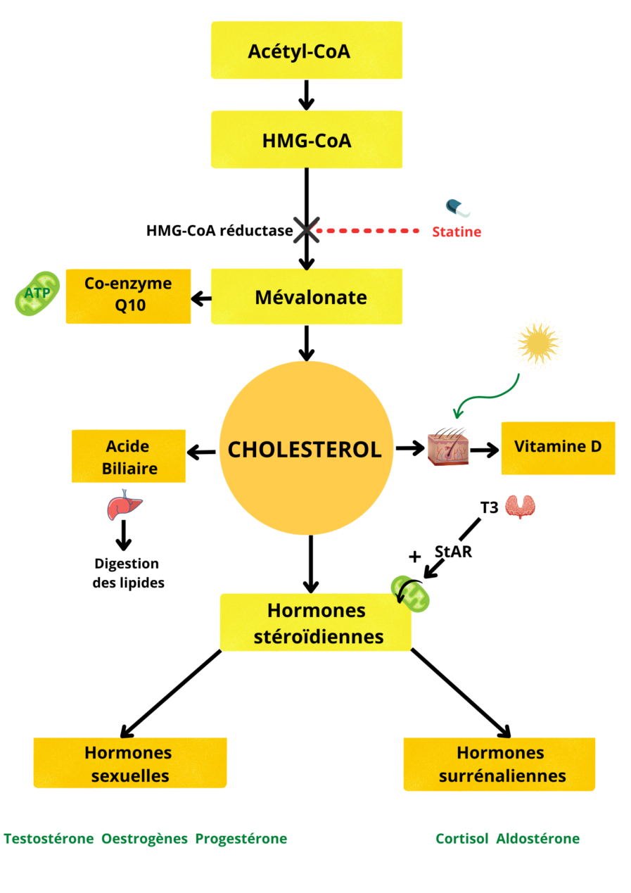 Fonction du cholestérol
à quoi sert le cholestérol