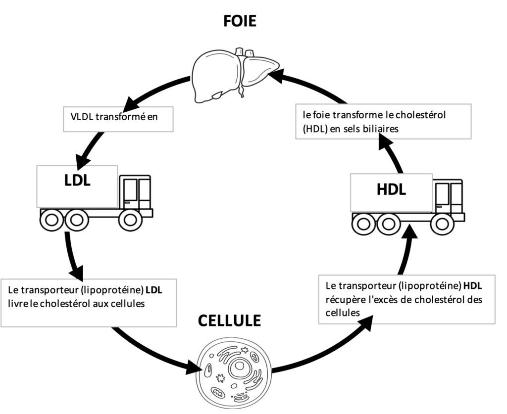 Transport du cholestérol LDL et cholestérol HDL