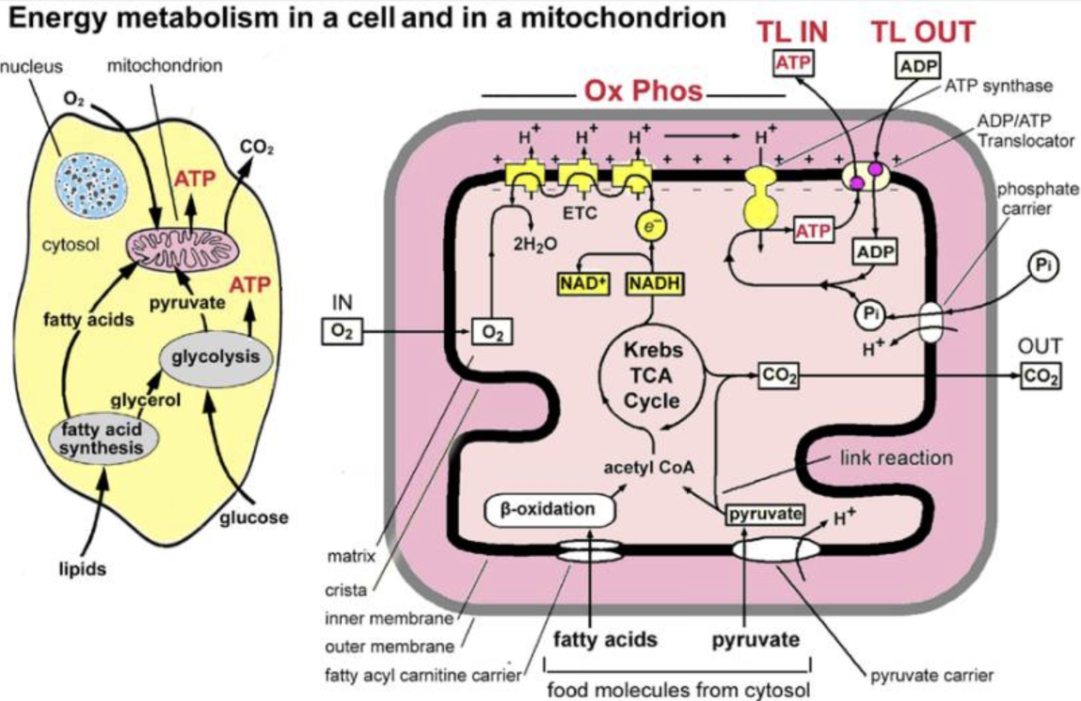 Energy metabolism. Метаболизм в митохондриях. Stages of metabolism. Metabolism is Cell.